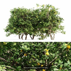 10-different-sets-of-fruit-tree-set-vol09-3d-model-48d5eda898
