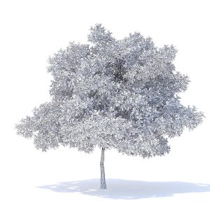 Pear Tree 3D Model