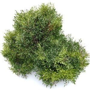 bayberry-bush-3d-model-max-fbx-mat