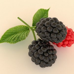 Blackberry raspberries