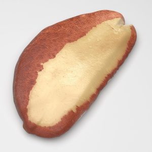brazilian-nut-3d-model-89a935f6ae