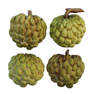Custard Apple 02 or Annona squamosa