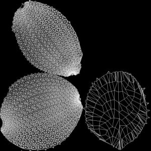 durian-peeled-3d-model-ma-mel