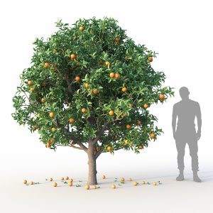 orange-tree-3d-model-1736720560