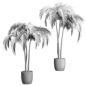 palms-in-tubs-6-models-3d-model-max-obj-fbx