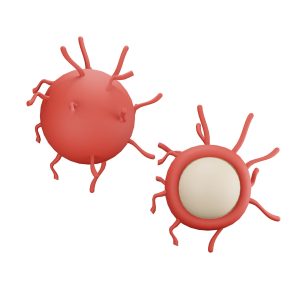 Rambutan two blood cells