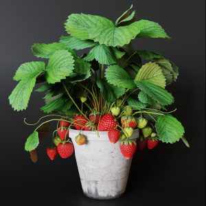 Strawberry in pot