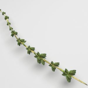 Thyme